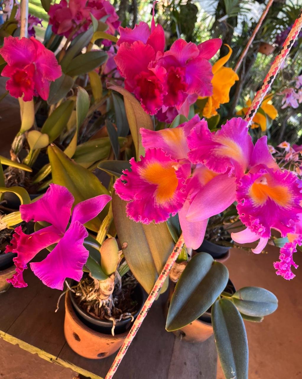 Orquidário Boa Vista