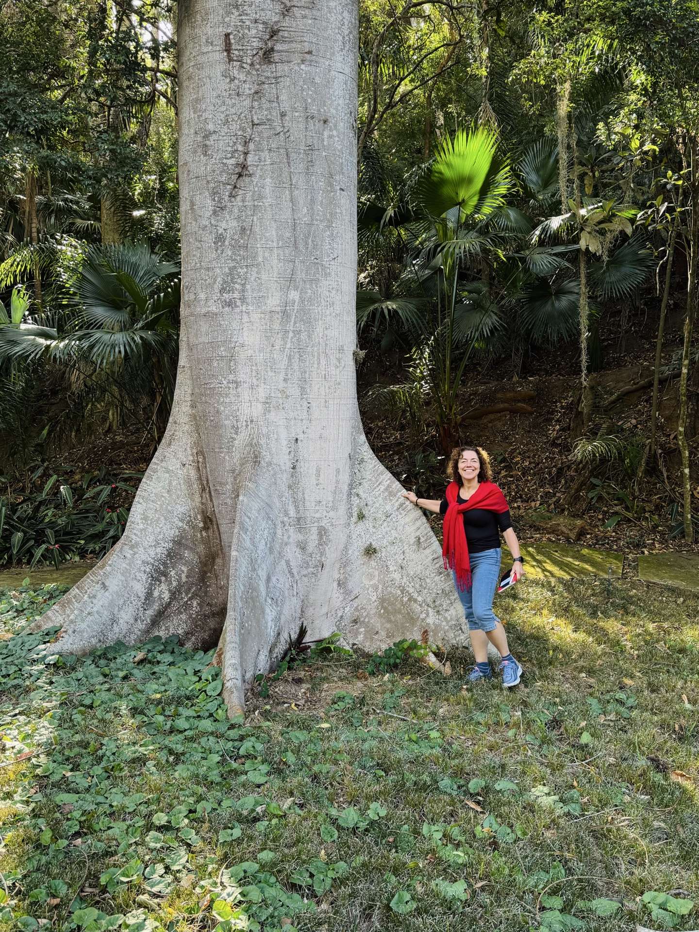 Árvore centenária — patrimônio natural preservado